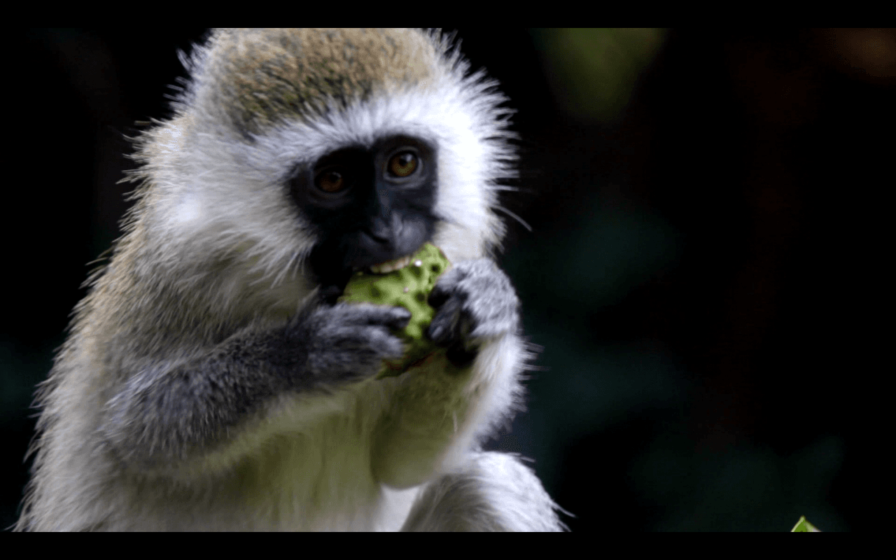Kenya Vlog 06 - Monkeys Everywhere